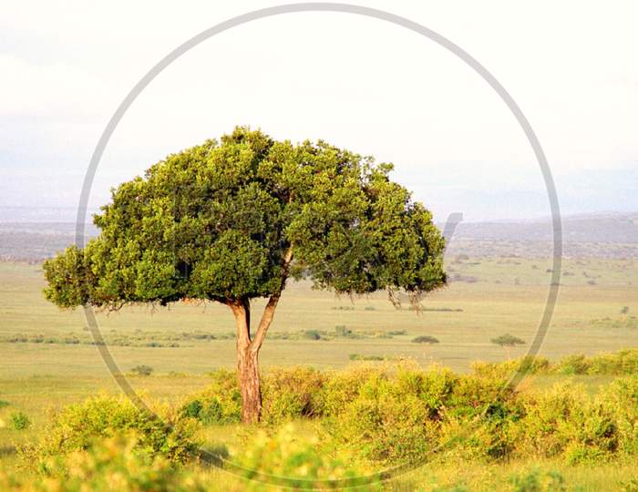 Tree in the open Land