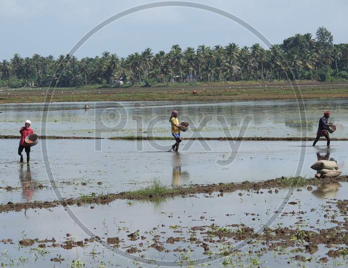 Sowing germinated paddy seeds in Kuttanad region of Kerala, India