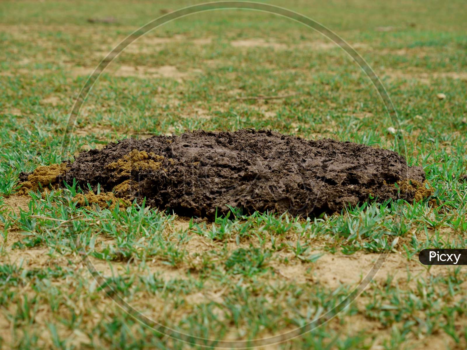 Image of Cow Dung Lying On Grass Filed Concept Mammals Shit  Background.-JK210124-Picxy