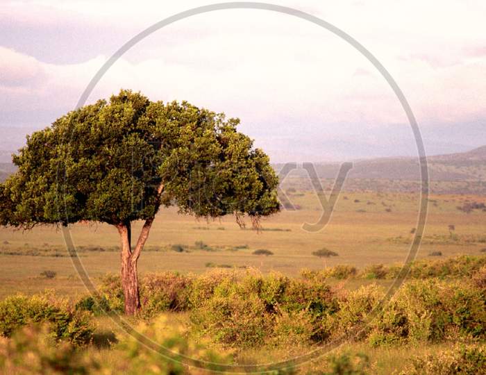 Tree in the open Land