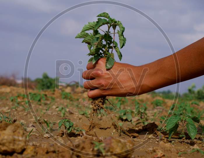 Male Hand Holding Green Plant At Agriculture Soil Field.