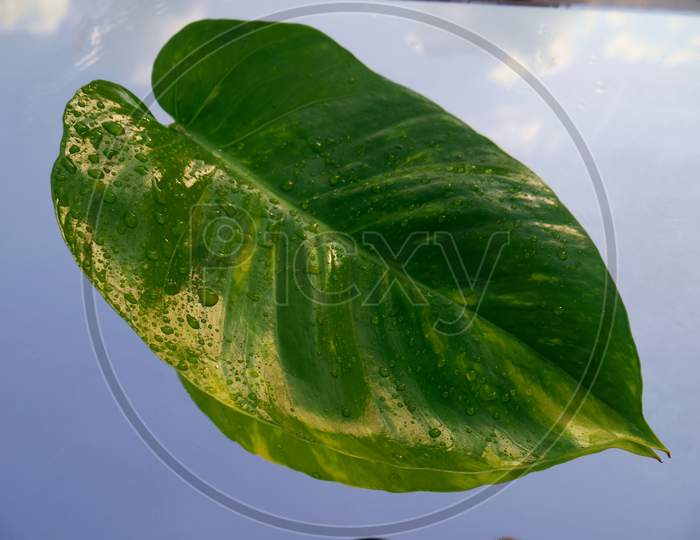 Green Money Plant Isolate With Water Drop On Glass Surface.