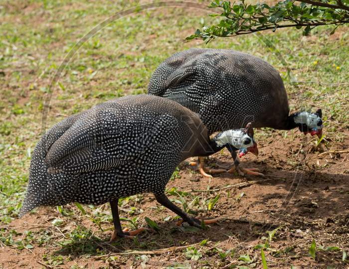 Pair Of Guinea Or Angolan Hens. Black And White Feathered Animals With White Heads.