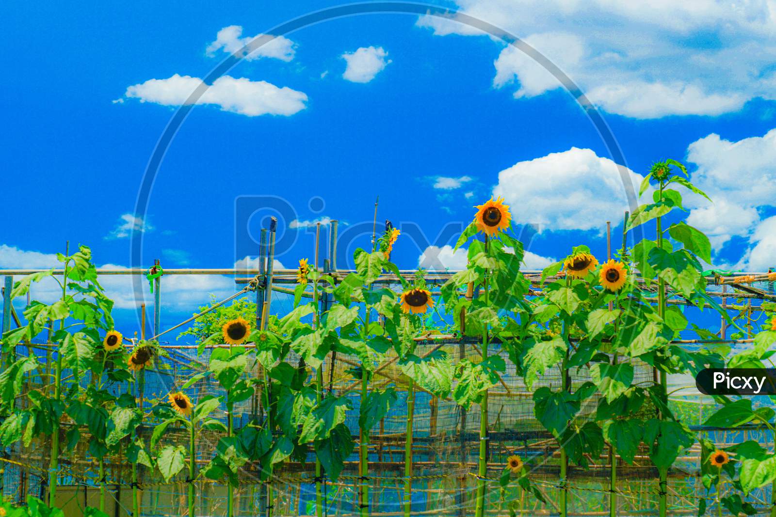 Sunflower And Blue Sky (Matsudo Shear Off)
