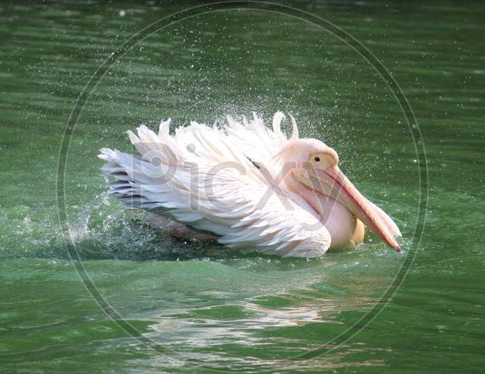 Pelican flapping its wings and splashing water around it