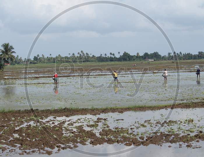 Sowing germinated paddy seeds in Kuttanad region of Kerala, India