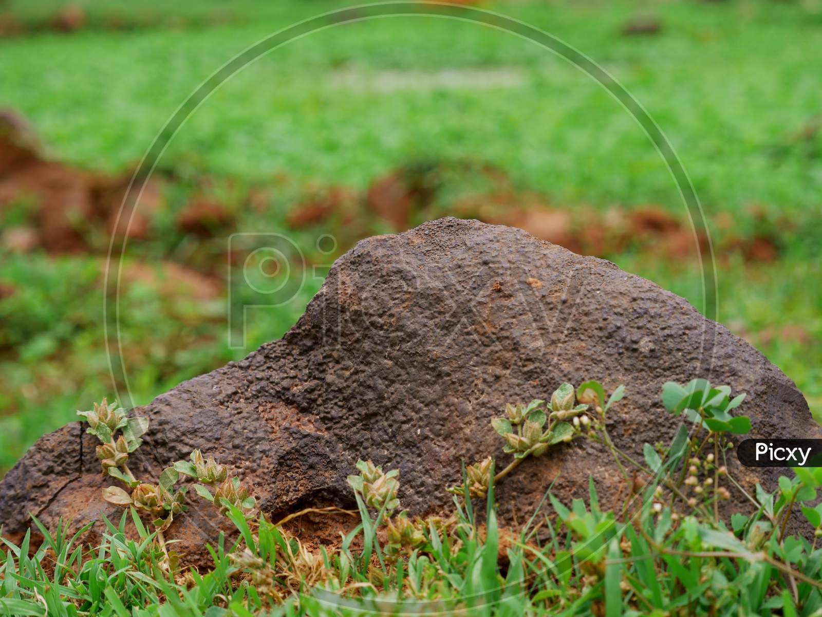 Stone Rock Closeup Around Green Grass Nature Field.