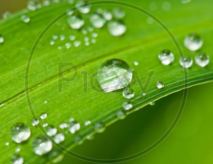 leaves and leaf with drops of  water.