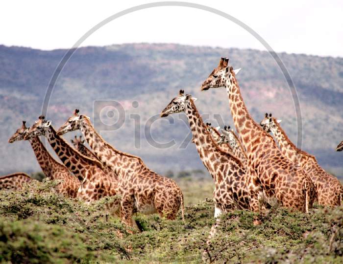 Group of Giraffes
