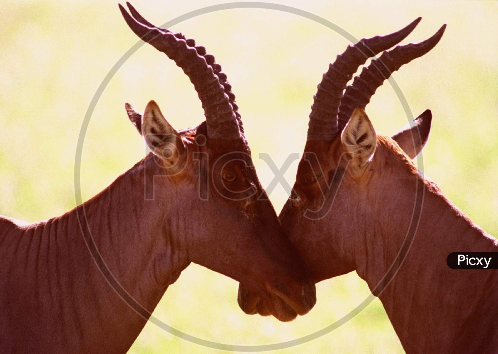 Antelopes together