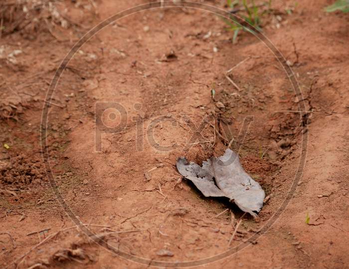 Dry Leaf Presented On Soil Field In Agriculture Ground.