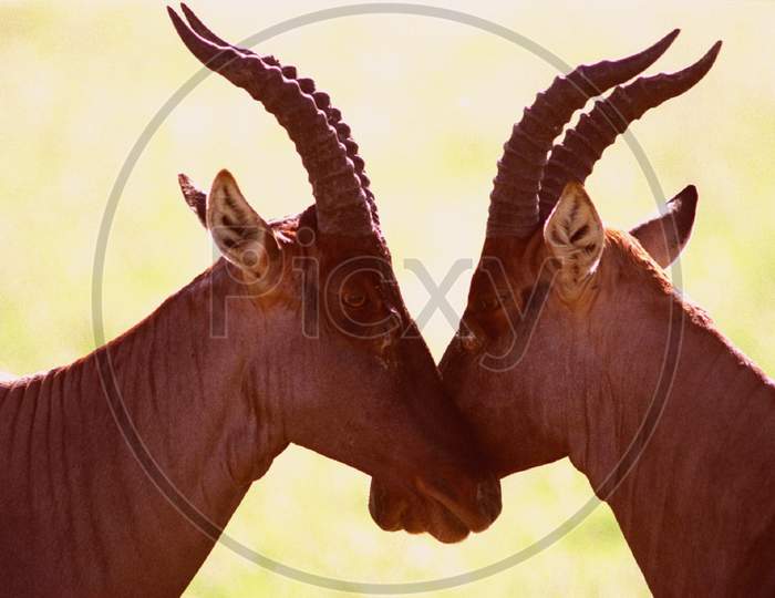 Antelopes together
