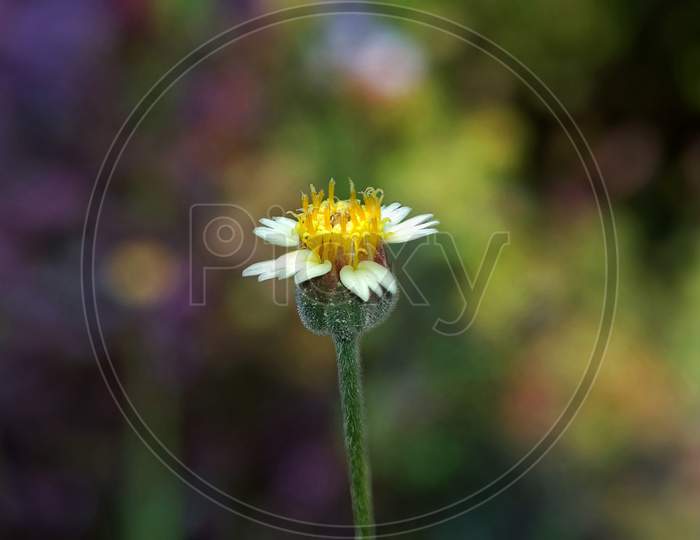 Tridax procumbens, tridax daisy flower Photo