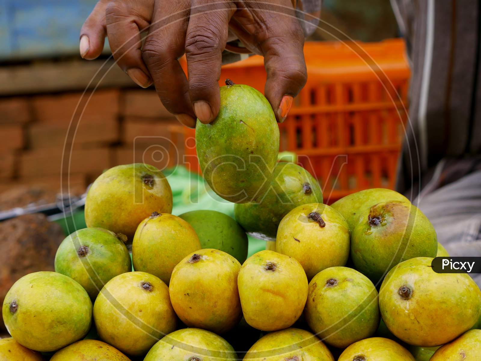 Man Hand Picking Single Mango, Organic Fruit Presentation On Street Market.