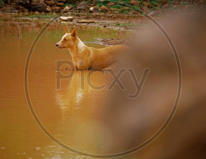 Indian Village Dog Standing On Water Lake Behind Stone Blur View.