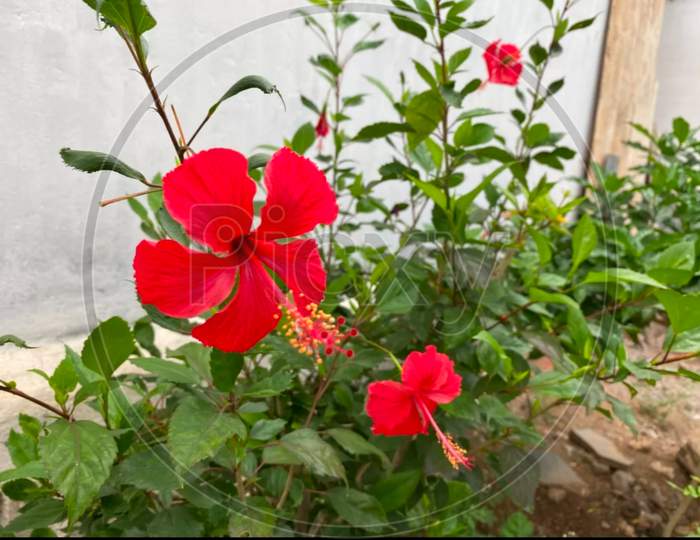Red Flowers in Bloom