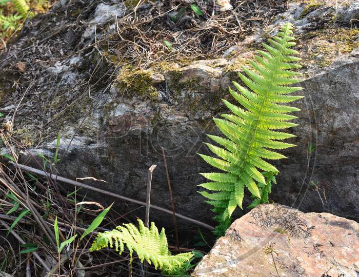 Fern Plants Growing On A Rock And Stone With Moss.