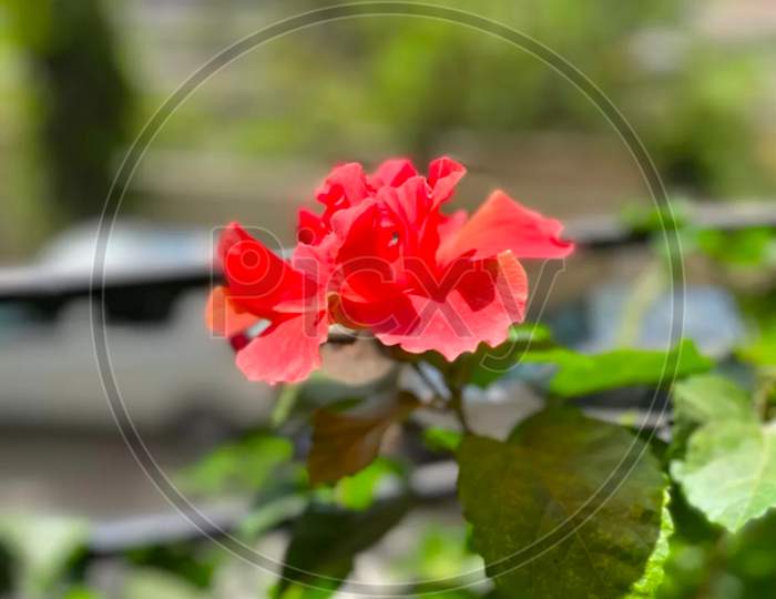 Fill the Frame Photography of Red Roses