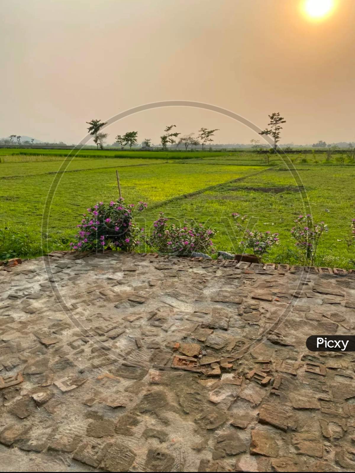 Panoramic Photography of Green Field