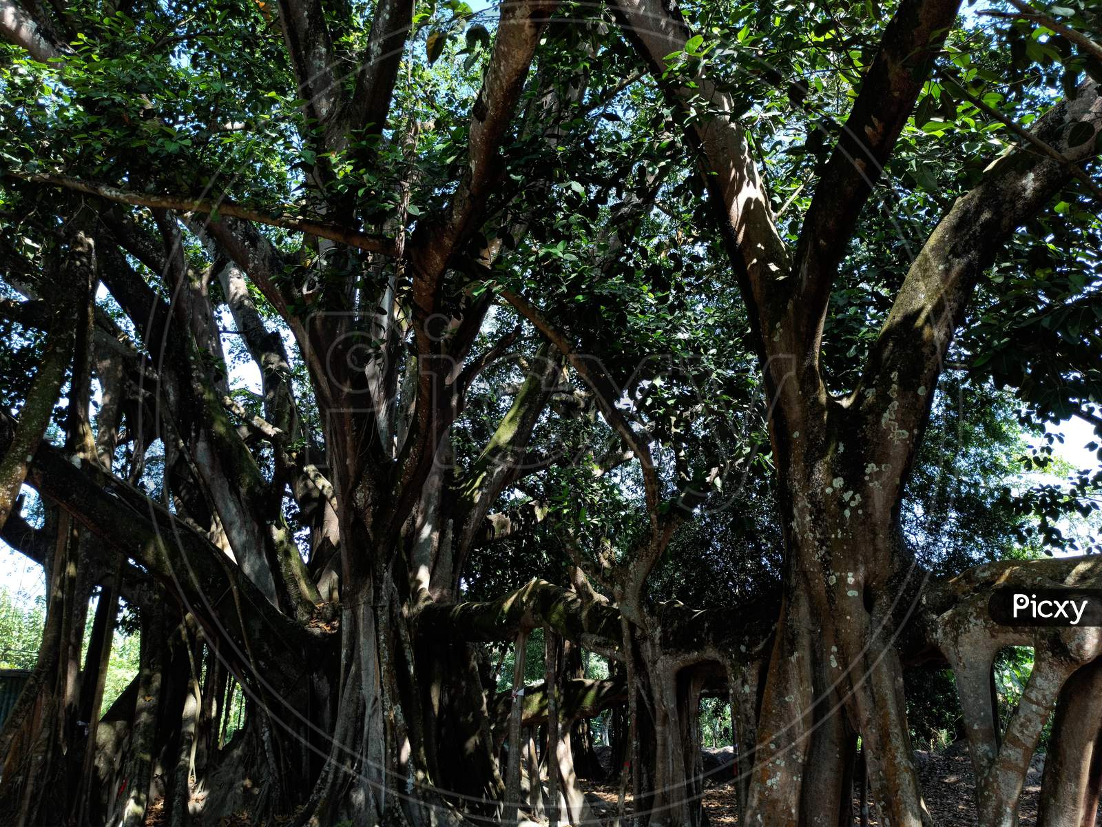 Soulful Shadows: Banyan Tree in Haleakala National Park Photography Maui  Nature Canvas Print Hawaii Landscape - Etsy