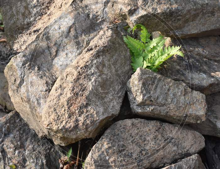 Ferns Growing Out Of Stone Wall, Are Often Called Fronds.