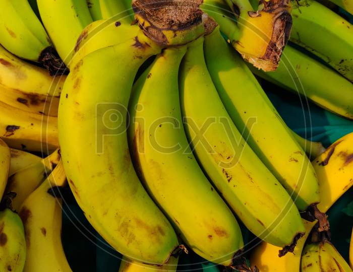 Fresh group of bananas. Bananas background