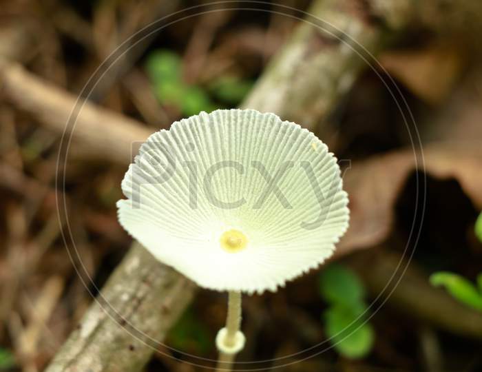 White Color Poisonous Mushroom On The Ground