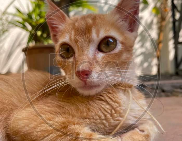 Selective Focus Photography of Orange Cat