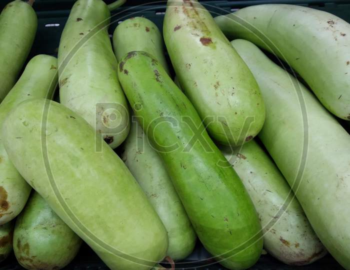 A fresh crop of bottle gourd ready to sell in the farmers market. Group of bottle gourd.