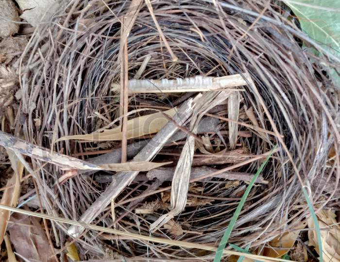 Nature birds nest