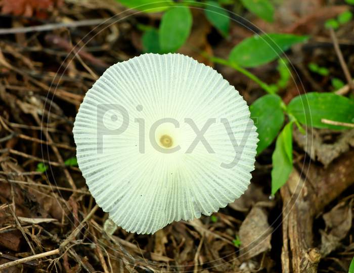 White Color Poisonous Mushroom On The Ground