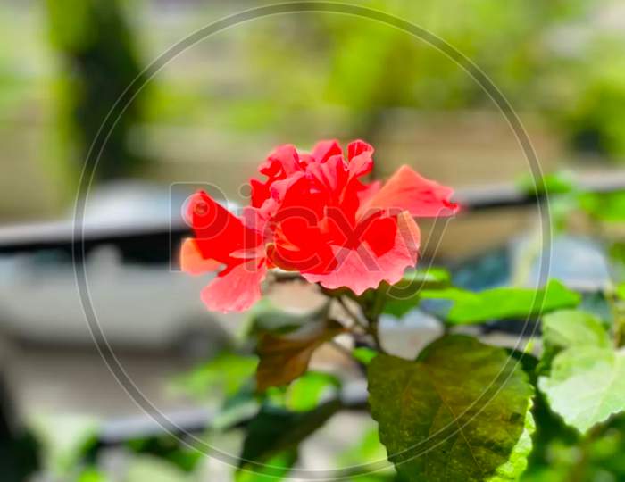 Fill the Frame Photography of Red Roses