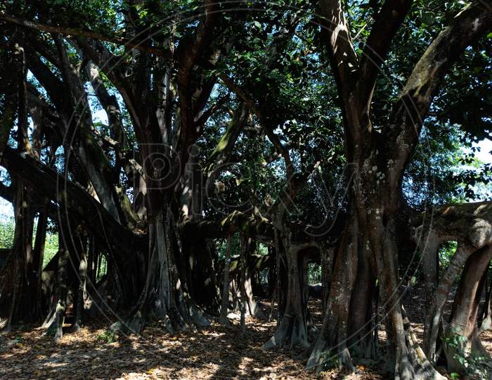 Oldest Banyan tree in Assam, India