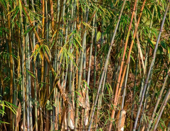Thin Variety Of Bamboo Of Himalaya Mountain .