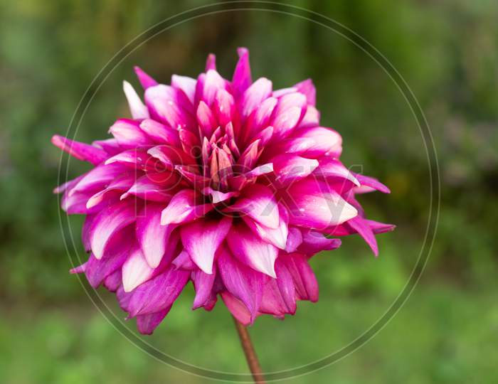 Pink And White Colors Dahlias Are Easy Plants To Grow That Gorgeous