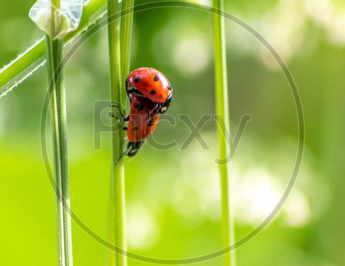 Pair of ladybugs having sex on a leaf as couple in close-up to create the next generation of plant louse killers as natural pest control in agriculture with a bouquet background and copy space