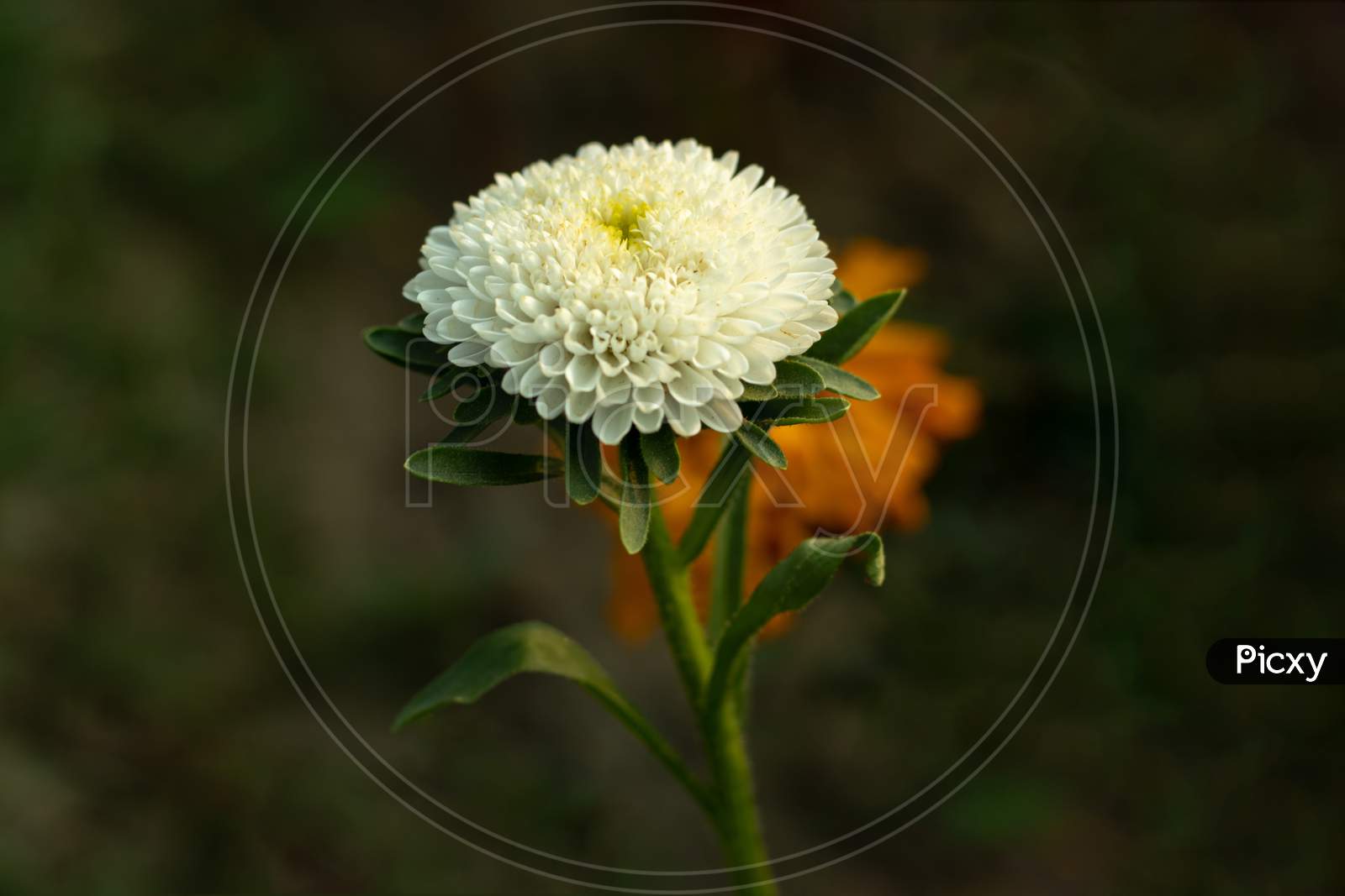 White Callistephus Chinensis, Or China Aster, Is A Cool White Flower