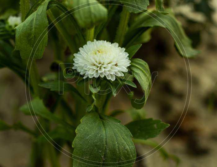 White China Aster Flower Or Callistephus Chinensis Beauty Flower