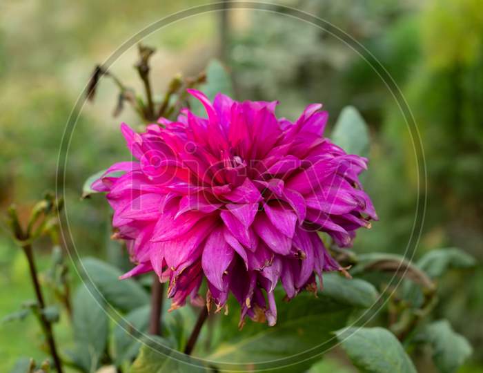 Dahlias are starting to fade a flowering plants in the aster family