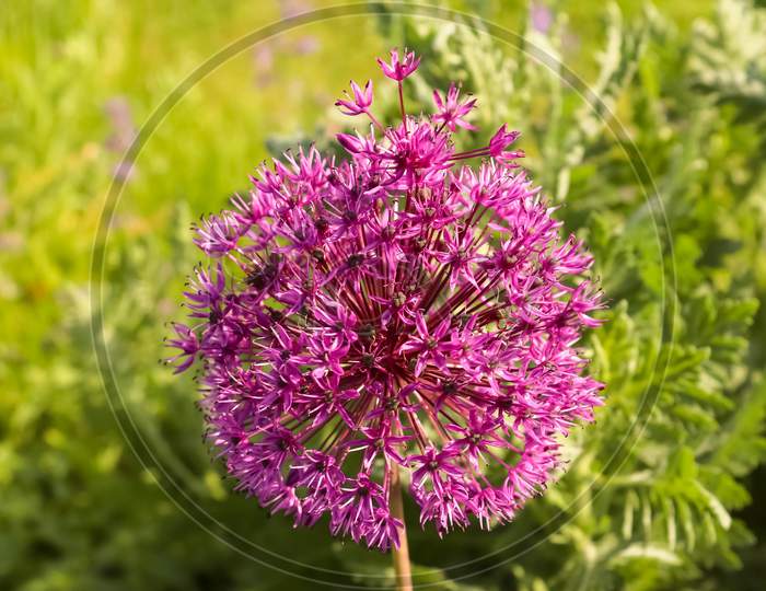 Selective Focus Of A Beautiful Blooming Purple Onion In A Garden.