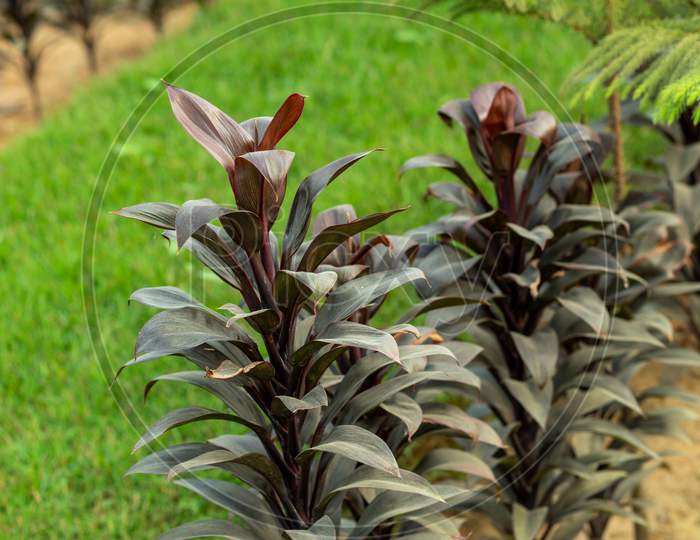 The Green Grass With Tall Tongue Orchid Or Broadleaf Lady Palm