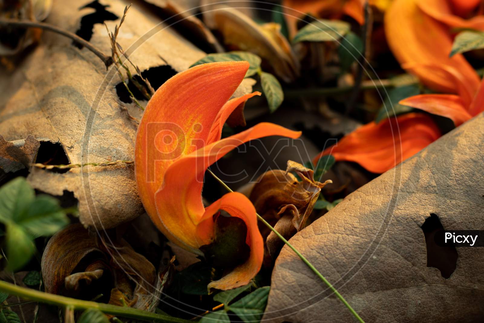 Flame of the forest flower Cut Out Stock Images  Pictures  Alamy