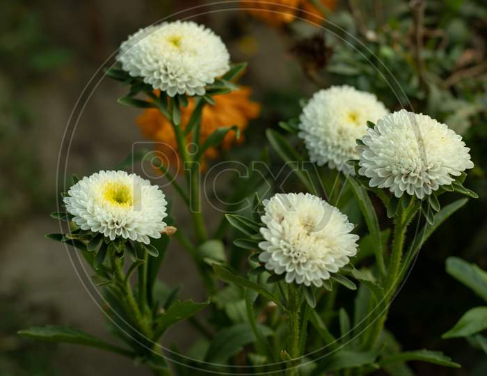 Callistephus Chinensis Or Annual-Aster Is A Beautiful Annual White Flower
