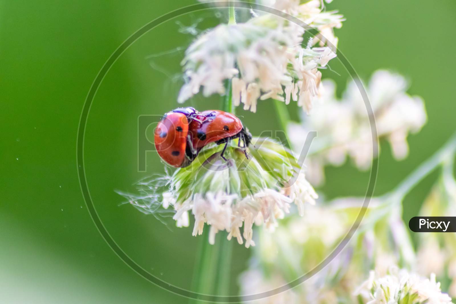 Image of Pair of ladybugs having sex on a leaf as couple in close-up to  create the next generation of plant louse killers as natural pest control  in agriculture with a bouquet