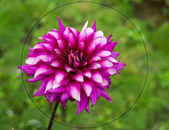 Dahlias Sweet Fragrance Like A Rose Or Gorgeous Pink And White Colors