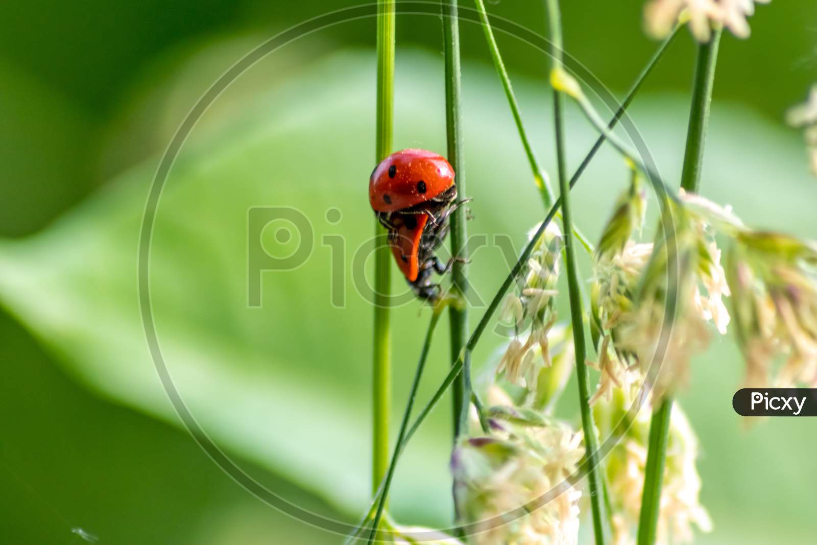 Image of Pair of ladybugs having sex on a leaf as couple in close-up to  create the next generation of plant louse killers as natural pest control  in agriculture with a bouquet