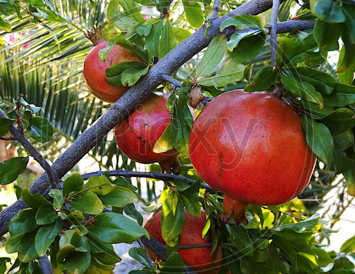 Fruit Of The Pomegranate Tree