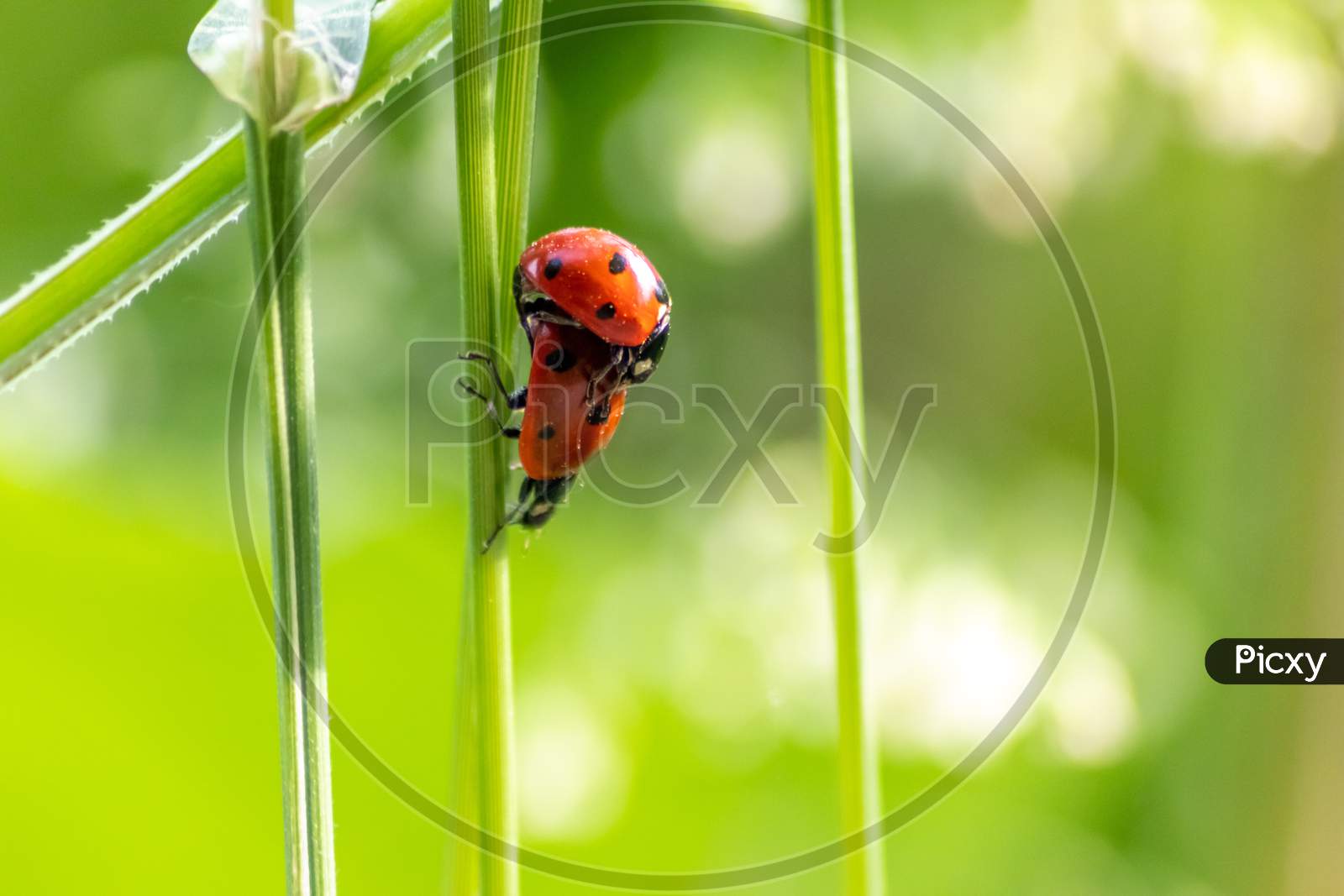 Image of Pair of ladybugs having sex on a leaf as couple in close-up to  create the next generation of plant louse killers as natural pest control  in agriculture with a bouquet