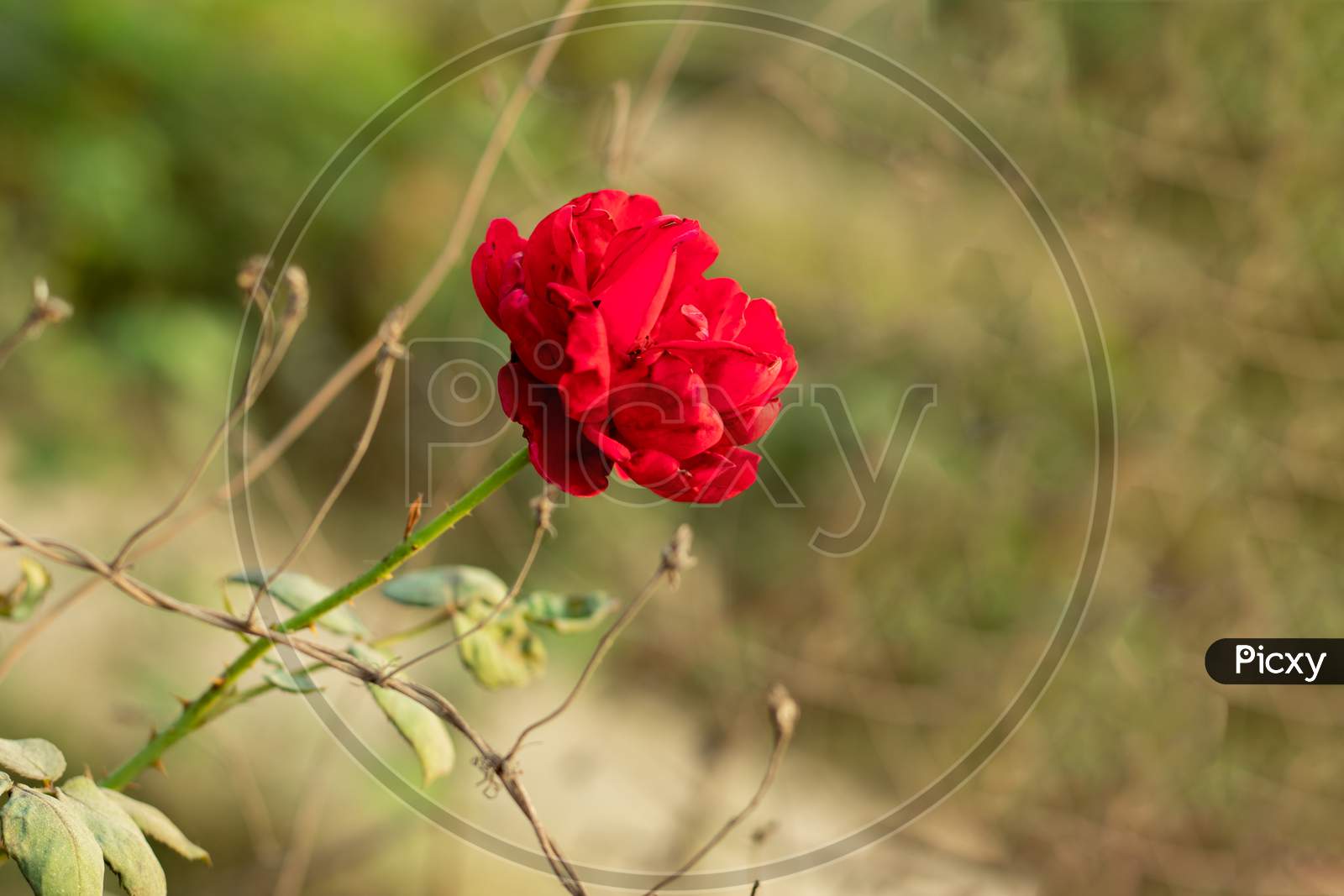 A Red Rose Flower Also Conveys Other Feelings Such As Beauty