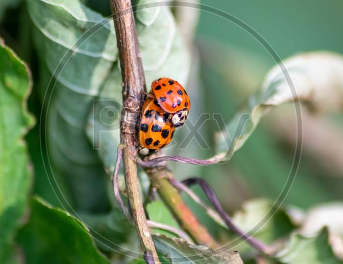 Pair of ladybugs having sex on a leaf as couple in close-up to create the next generation of plant louse killers as natural pest control in agriculture with a bouquet background and copy space